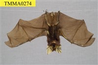 藏品(臺灣大蹄鼻蝠)的圖片